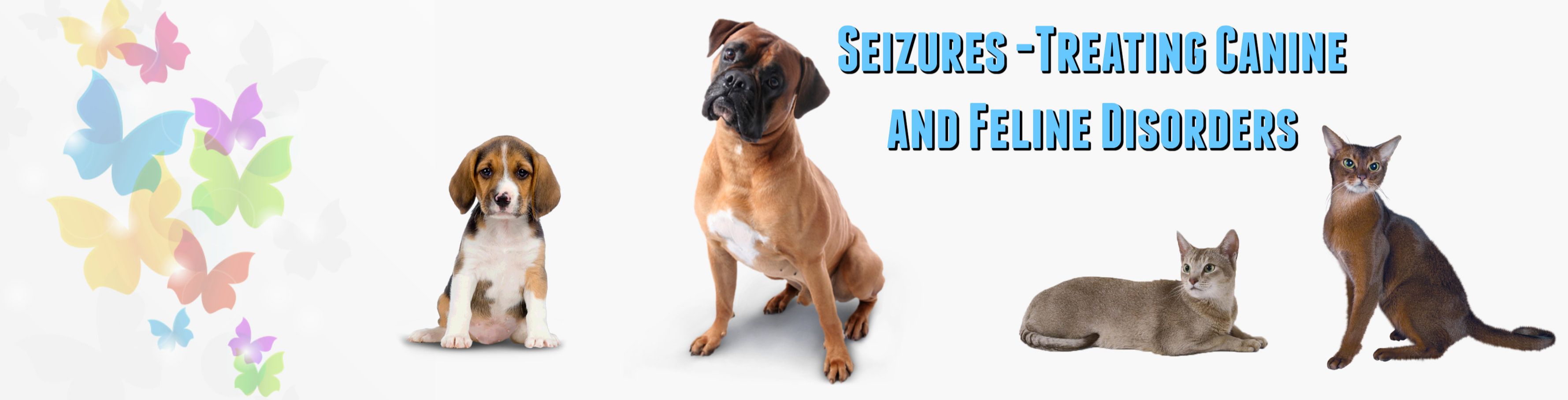 Seizures Treating Canine And Feline Disorders Holistic And Organix Pet Shoppe,Lemon Caper Sauce Recipe