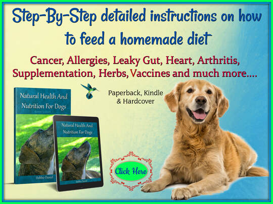 Cancer Treatment And Prevention For Dogs Holistic And Organix
